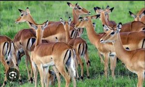 gazelles at lake mburonational park